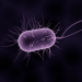 microbe