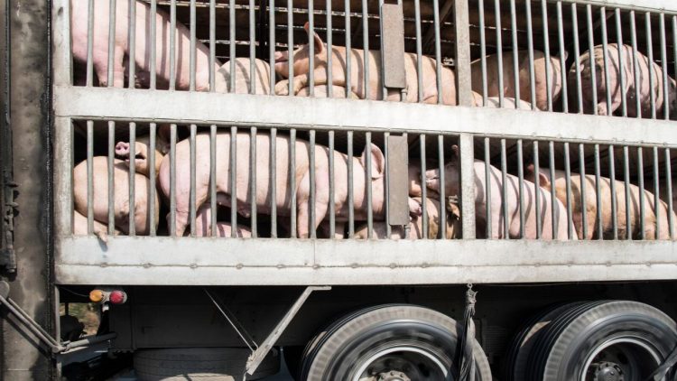 porcos transporte