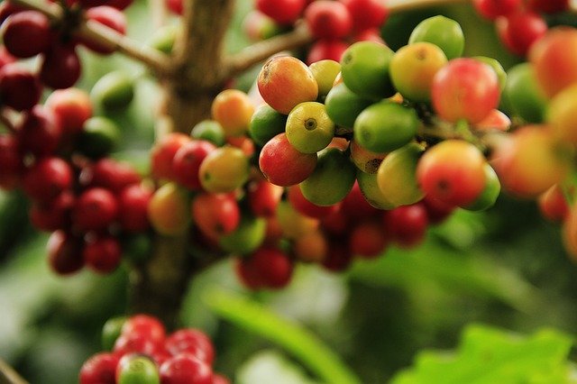 planta cafe