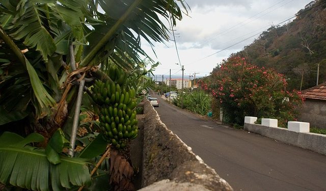 banana madeira