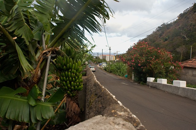 banana madeira