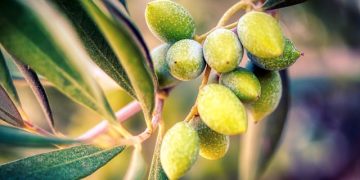 azeitona oliveira