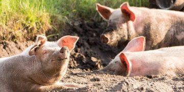 porcos