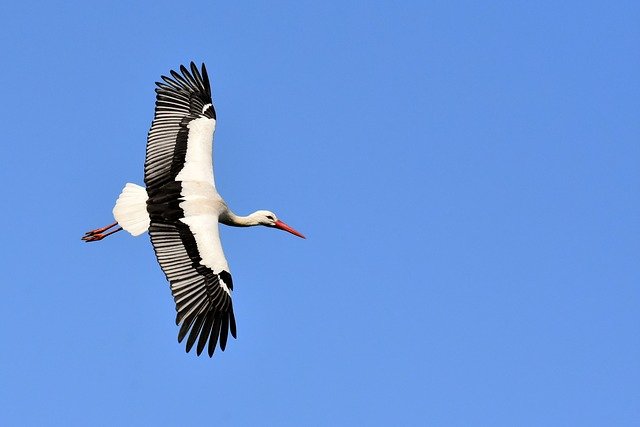 cegonha