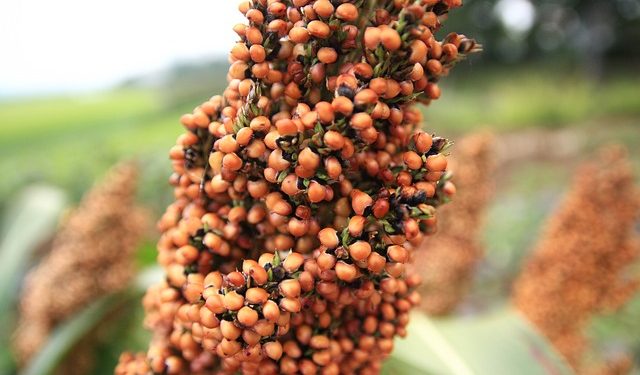 sorgo