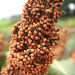 sorgo