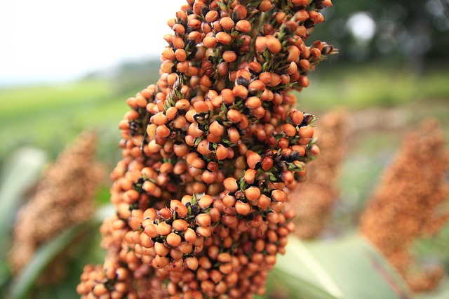 sorgo