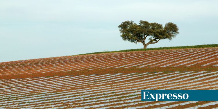 agricultura