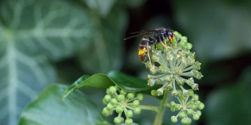 vespa asiatica