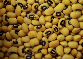 cowpeas