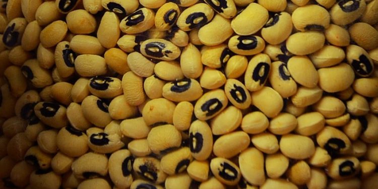 cowpeas