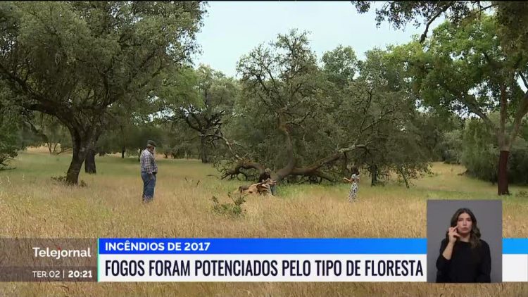 floresta rtp