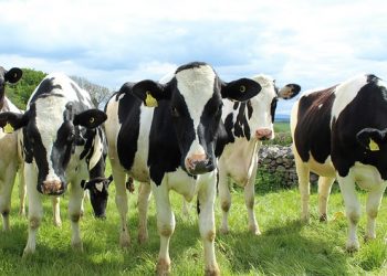 vacas holstein