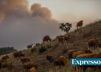 incendio vacas