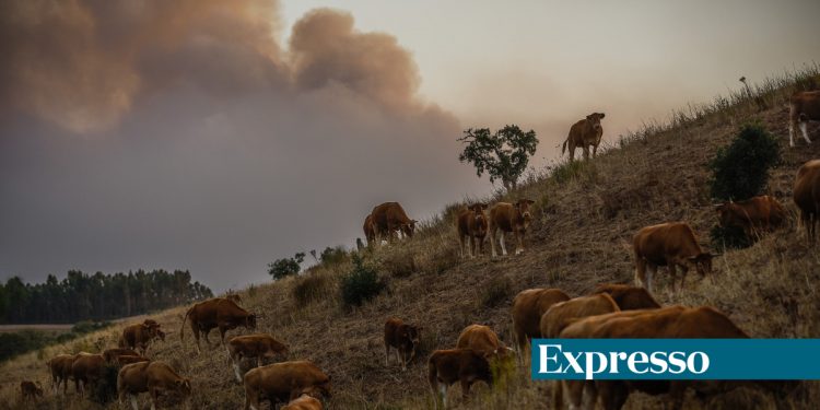 incendio vacas