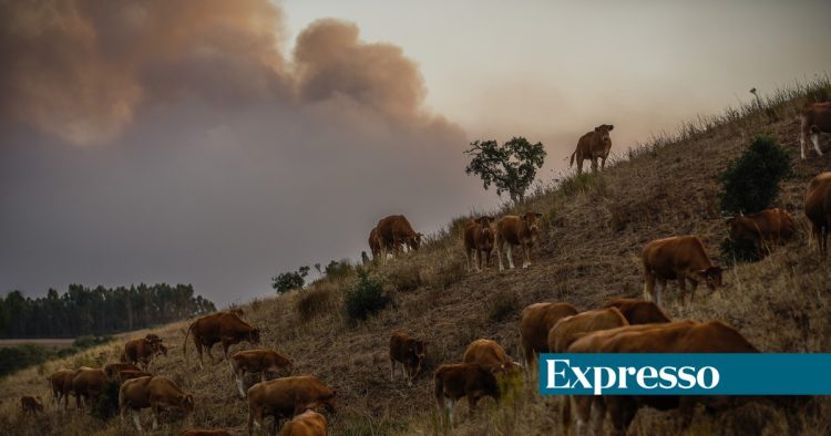 incendio vacas