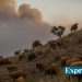 incendio vacas