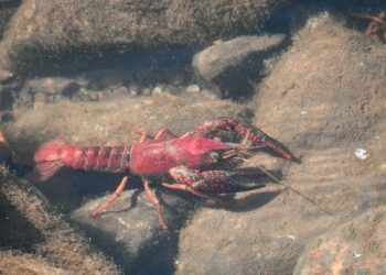 lagostim vermelho luisiana