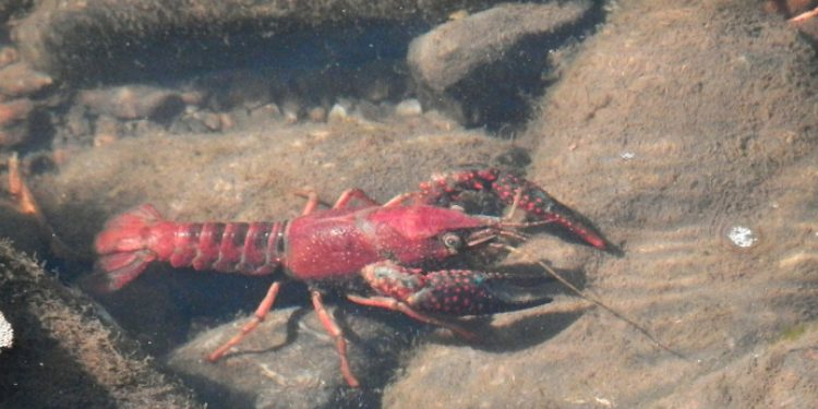 lagostim vermelho luisiana