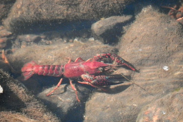 lagostim vermelho luisiana