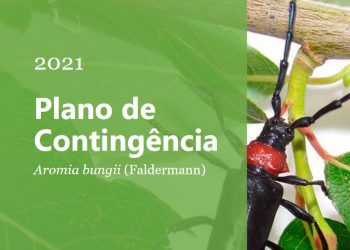 aromia bungii