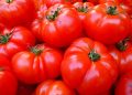tomate coração boi