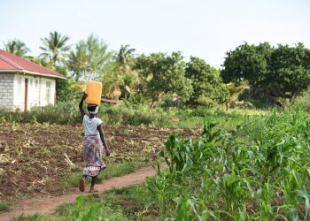 exploração agricola africa