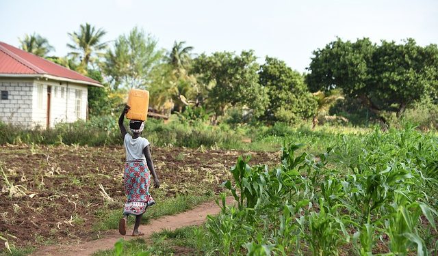 exploração agricola africa