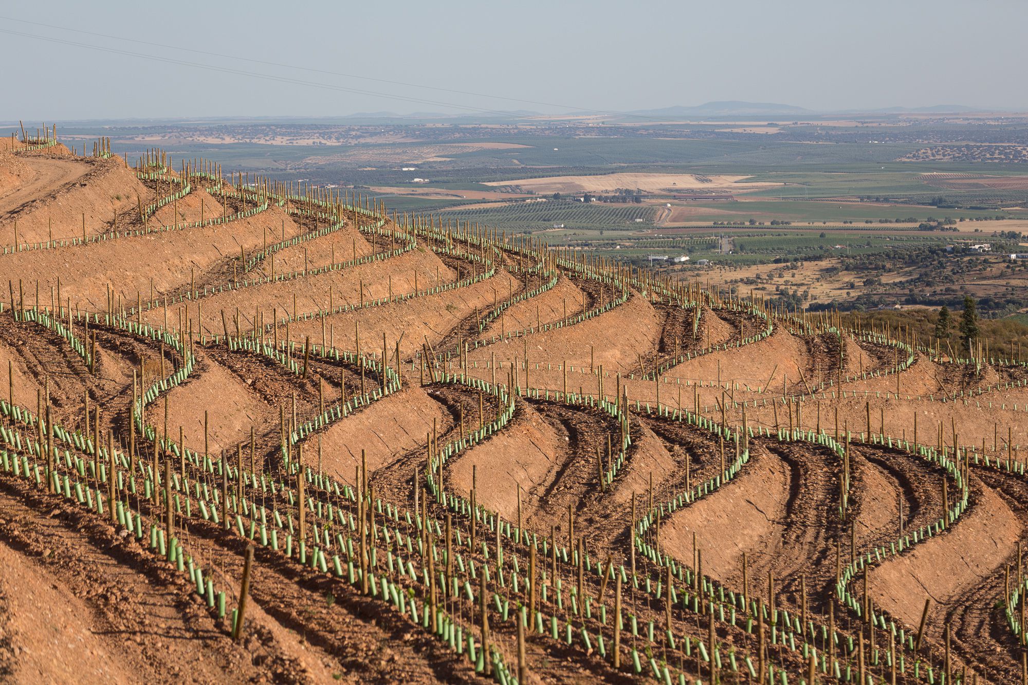 No Alentejo, nasceu uma vinha plantada em patamares tal como no Douro