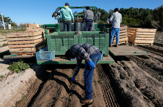 A agricultura é um dos sectores de atividade em Portugal onde o rácio entre o salário mínimo e a remuneração regular média por trabalhadores é mais elevado, chegando quase aos 90%