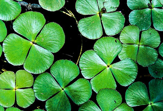 Entre as que estão em situação crítica está o trevo-de-quatro-folhas, não o dos prados, mas o feto aquático Marsilea quadrifolia, cujo último indício perto da foz do rio Corgo, em Trás-os-Montes, data de 2006