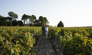 As vinhas no Chatêaux Smith Haut Lafitte, na região de Bordéus, dão mais do que vinho