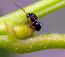 dinamica populacional controlo vespa do castanheiro femmina cinipede