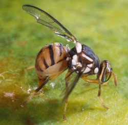 mosca da fruta oriental figura2