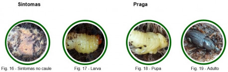 fauna auxiliar bananeira figuras16a19