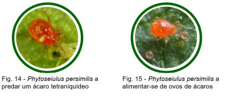 fauna auxiliar bananeira figuras14e15