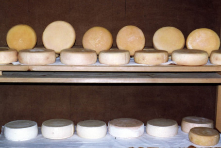 aleitamento artificial ovinos 3 queijo curado