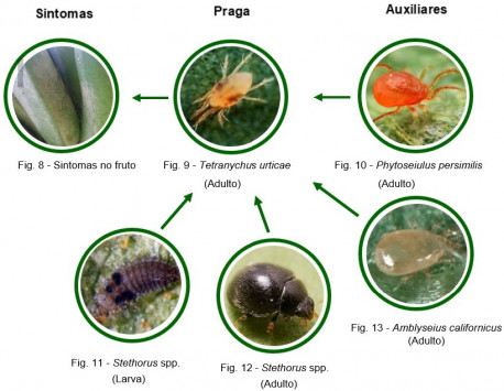 fauna auxiliar bananeira figuras8a13