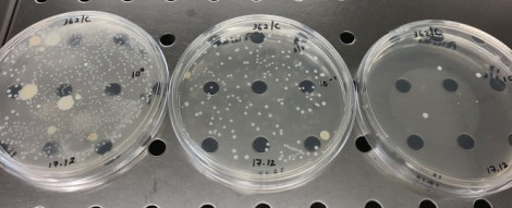 qualidade do leite figura5 contagem em placa do teor total de microrganismos