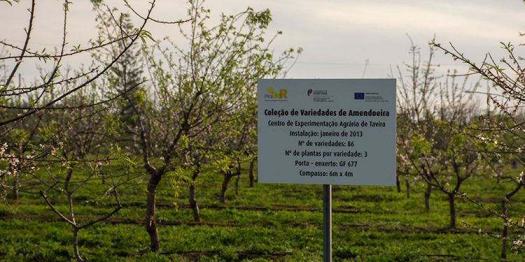 Centro de Experimentação Agrária de Tavira