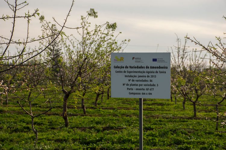 Centro de Experimentação Agrária de Tavira