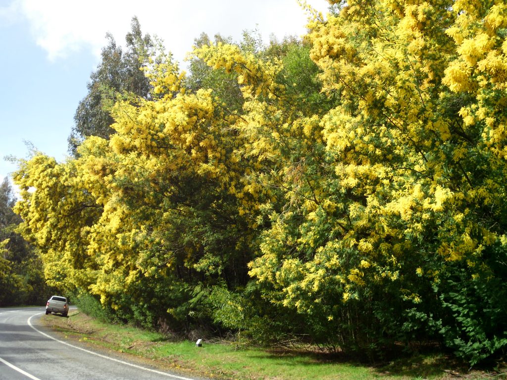 Exemplo da proliferação de mimosas (A. dealbata)