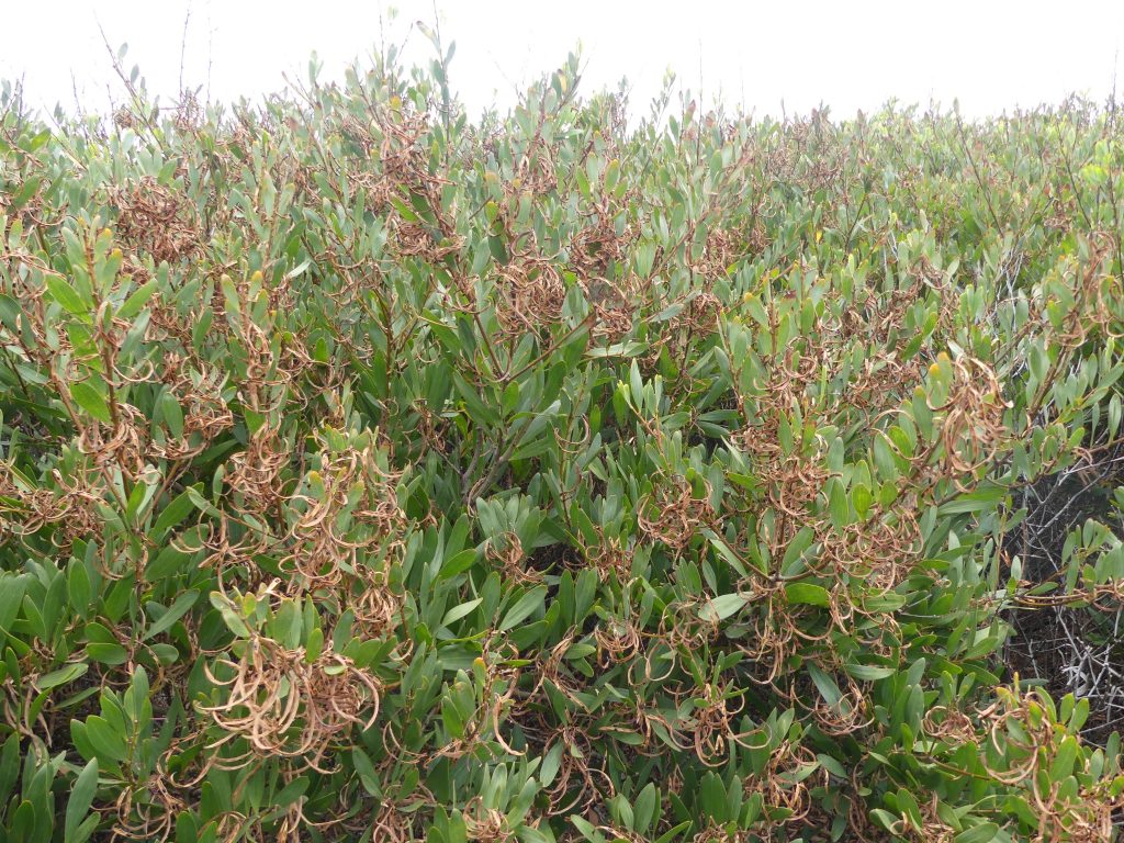 Exemplo de acácia-de-espigas (A. longifolia),