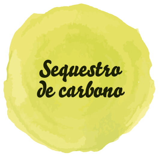 Sequestro de carbono