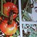 Vírus do Fruto Rugoso Castanho do Tomateiro
