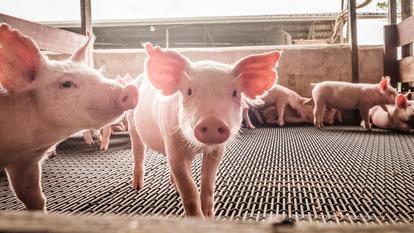 Des mesures sur la densité des élevages, l’espace accordé aux animaux et la qualité du transport permettent de freiner la propagation des maladies et, donc, les antibiotiques.