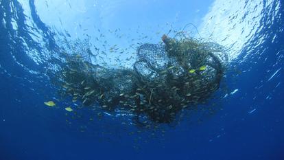 Les filets abandonnés tuent annuellement 100.000 baleines, dauphins, otaries, phoques et autres tortues, estime l’ONG World Animal Protection.