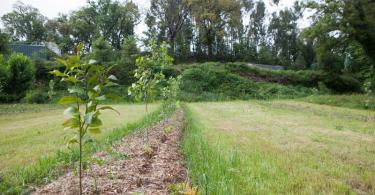 Agroecologia: alimentar o presente construindo o futuro