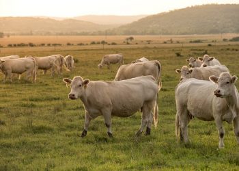 vacas