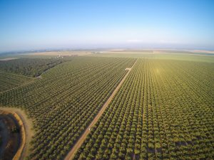 almond orchard